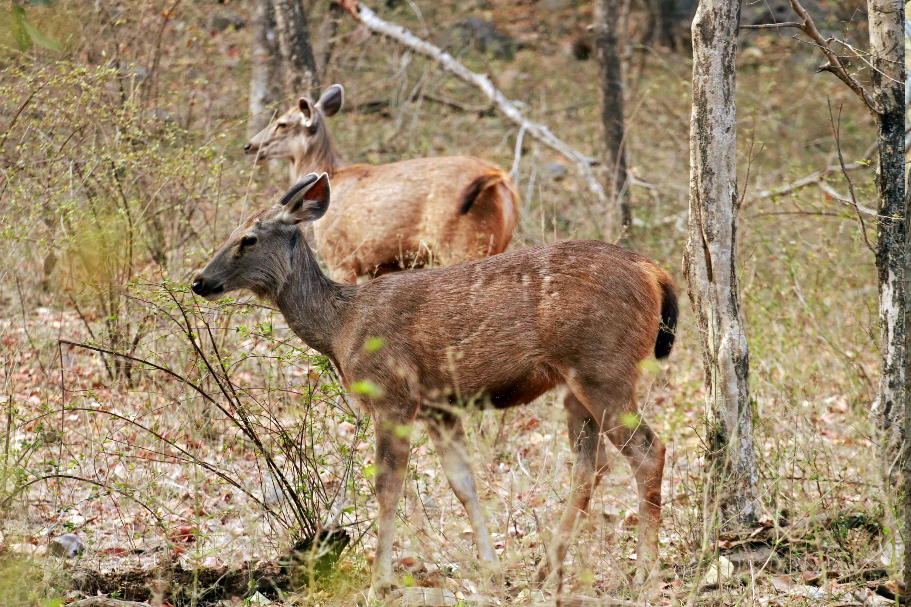 Ranthambore Tiger Safari from Delhi – 2 Days