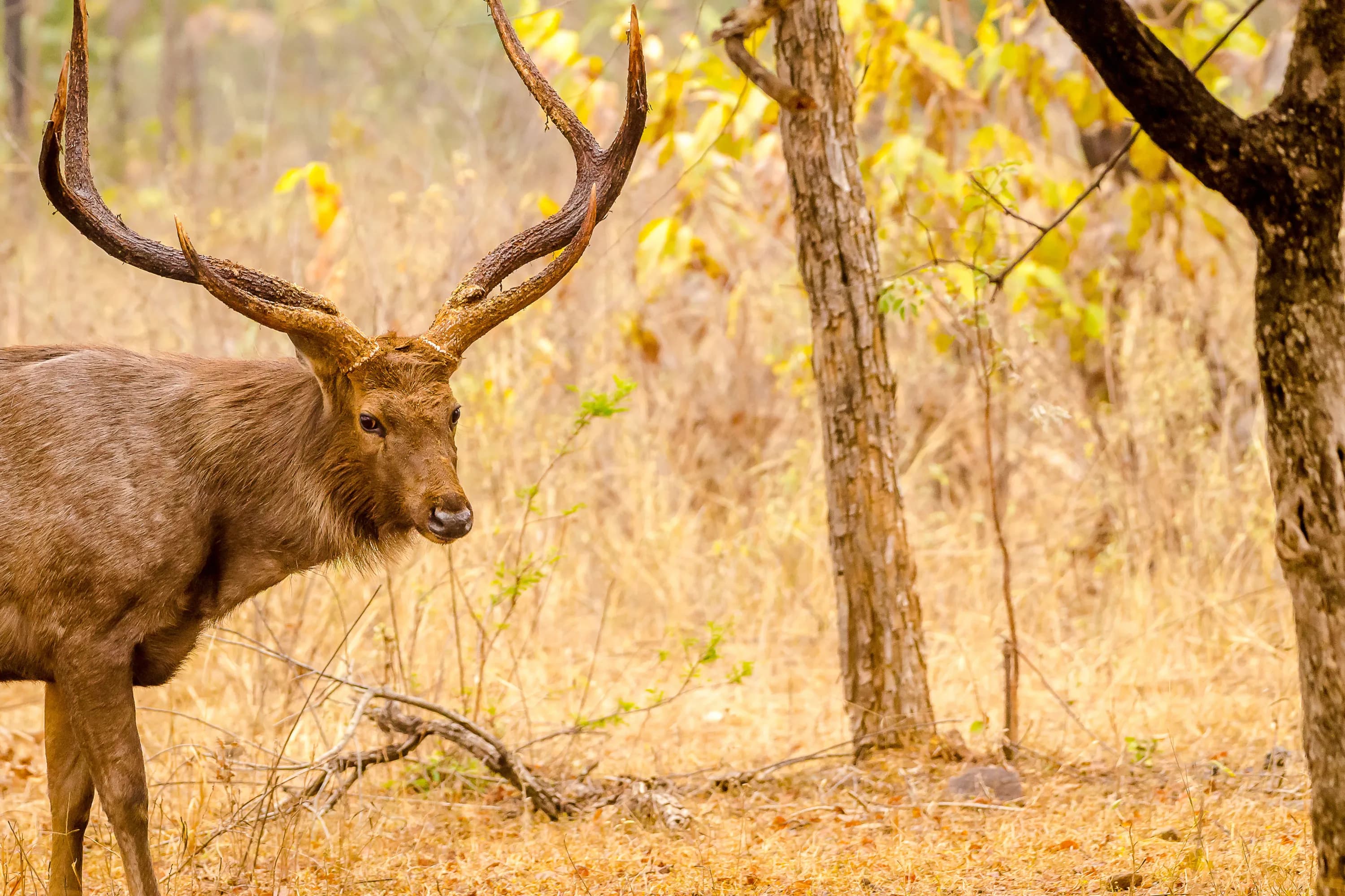 North East India: Living Roots, Wild Rhinos & Mountain Kingdoms