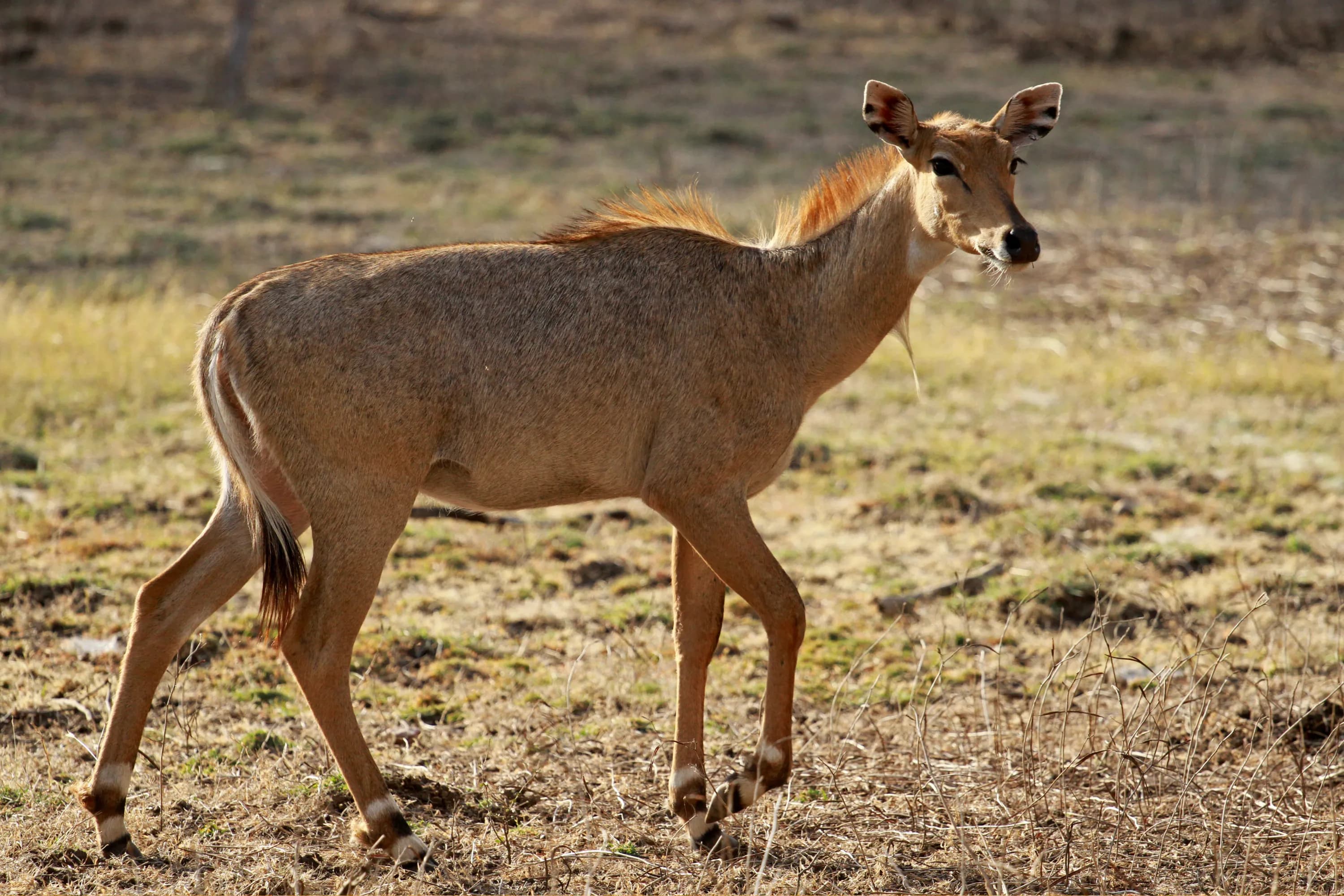 2 Days Ranthambore Tiger Safari from Delhi