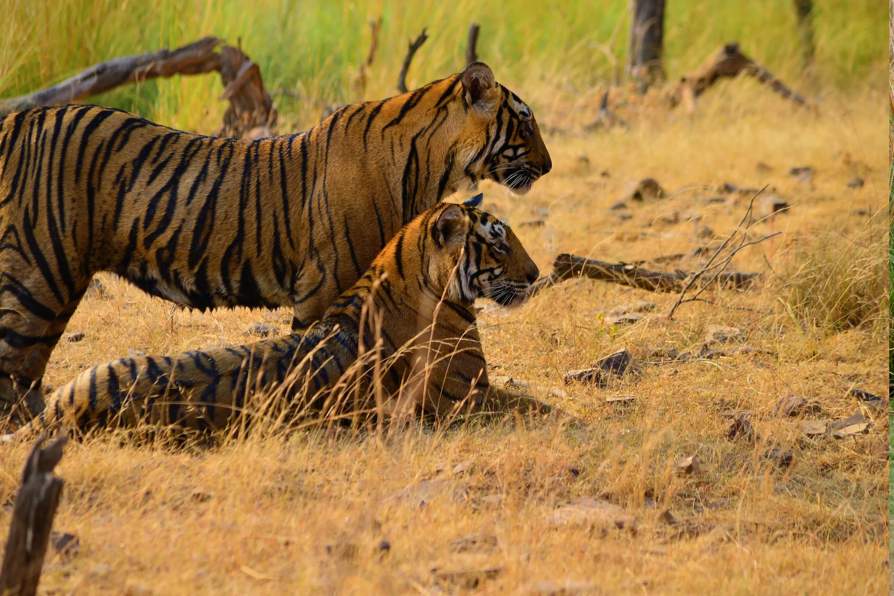 Bharatpur Wildlife Tour 2Days