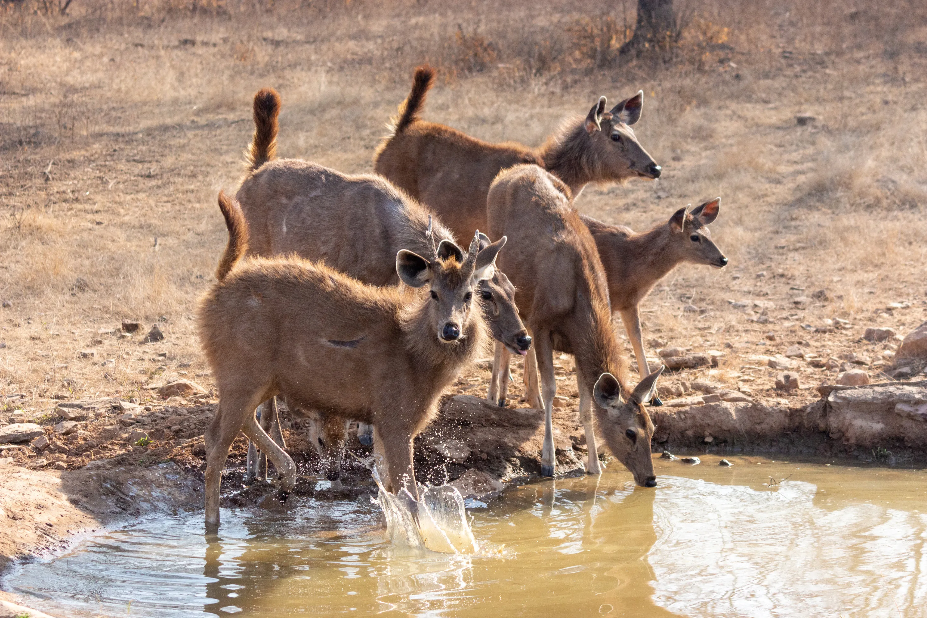 North East India Tour - Meghalaya & Assam - Luxury Tours India - Image 10