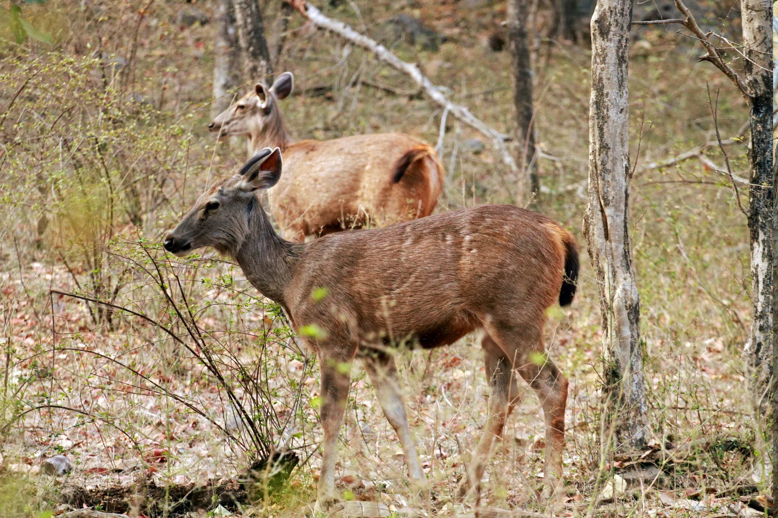 Golden Triangle with Ranthambore – 5 Days - Luxury Tours India - Image 8