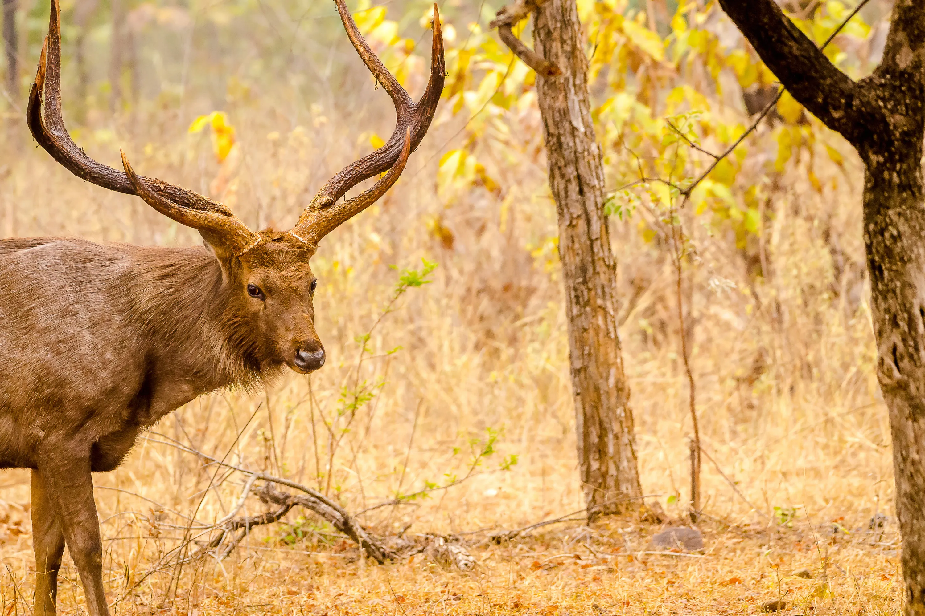 Golden Triangle with Ranthambore – 5 Days - Luxury Tours India - Image 12