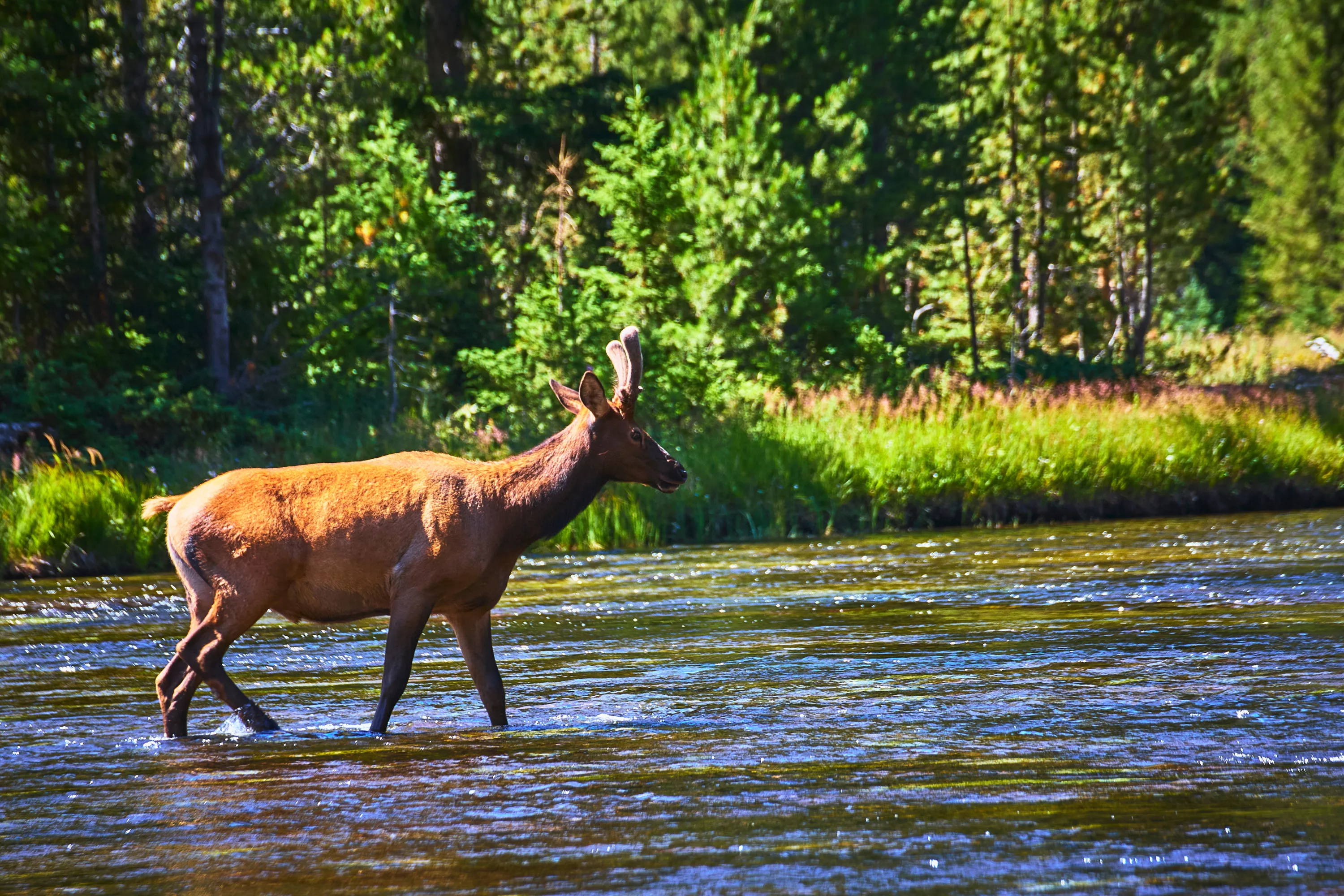 2 Days Ranthambore Tiger Safari from Delhi - Luxury Tours India - Image 10