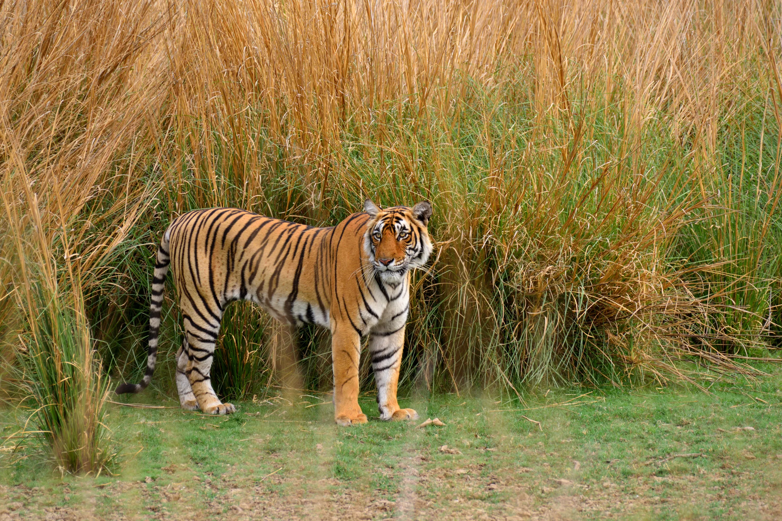2 Days Ranthambore Tiger Safari from Delhi - Luxury Tours India - Image 12