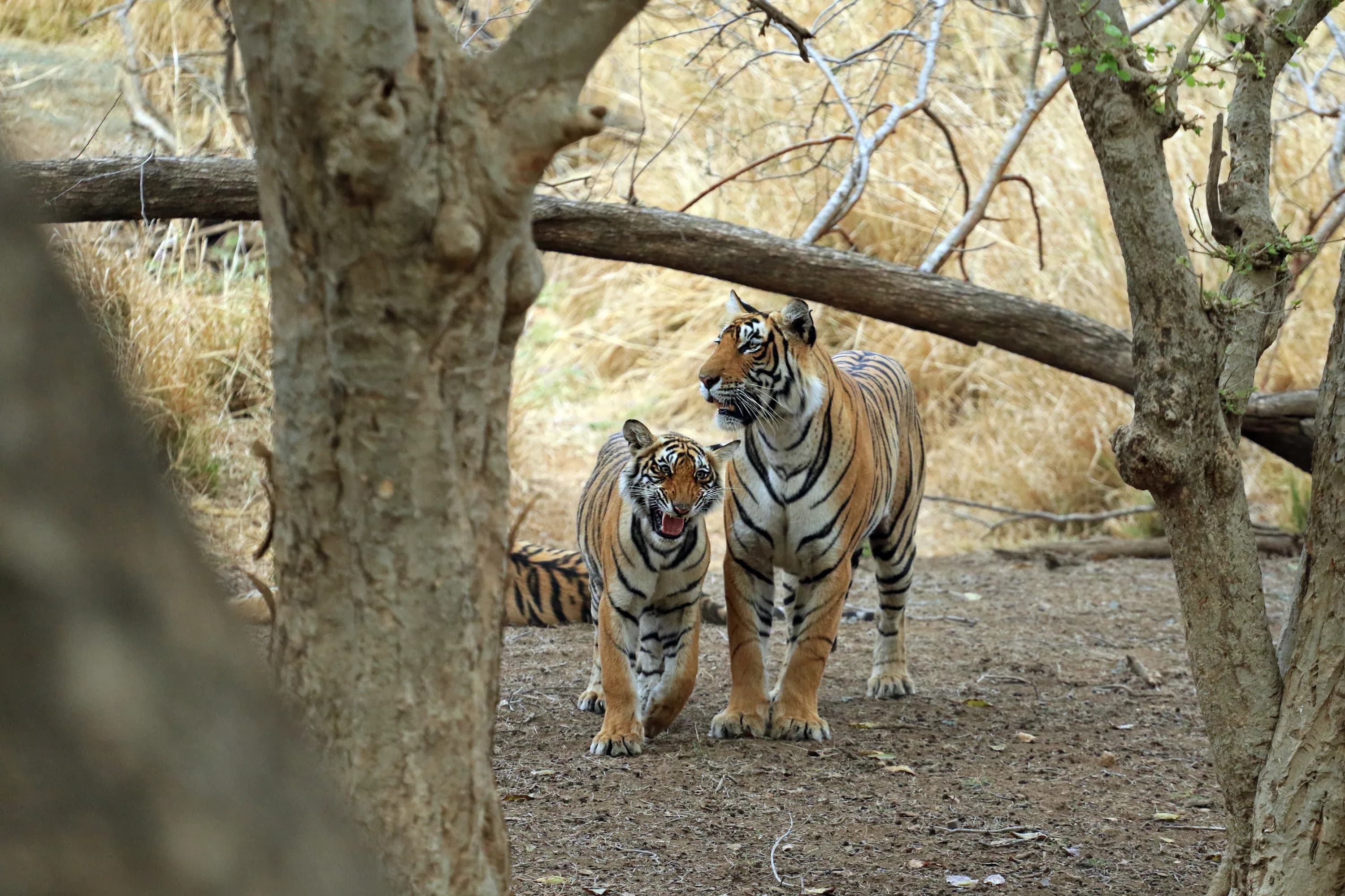 Golden Triangle with Ranthambore – 5 Days - Image 1 - Best Holiday Packages