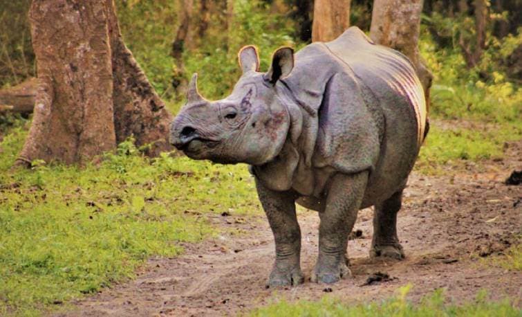 One-horned rhino Kaziranga National Park Assam
